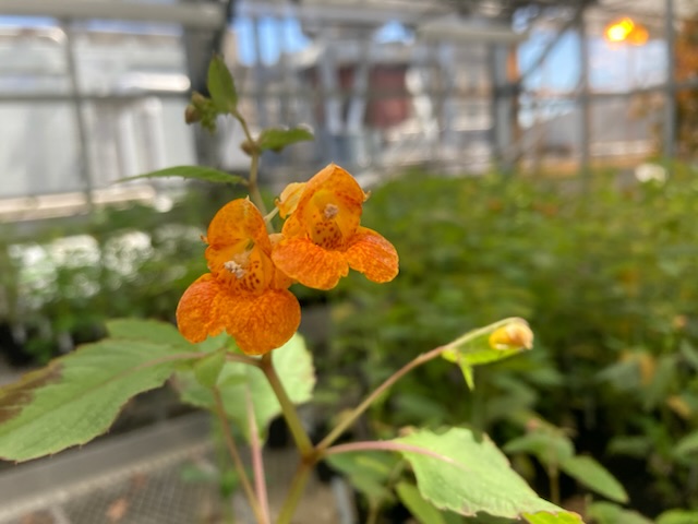 A photo of orange jewelweed (Impatiens campensis) in a greenhouse