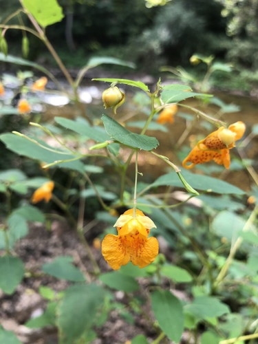 Impatiens capensis