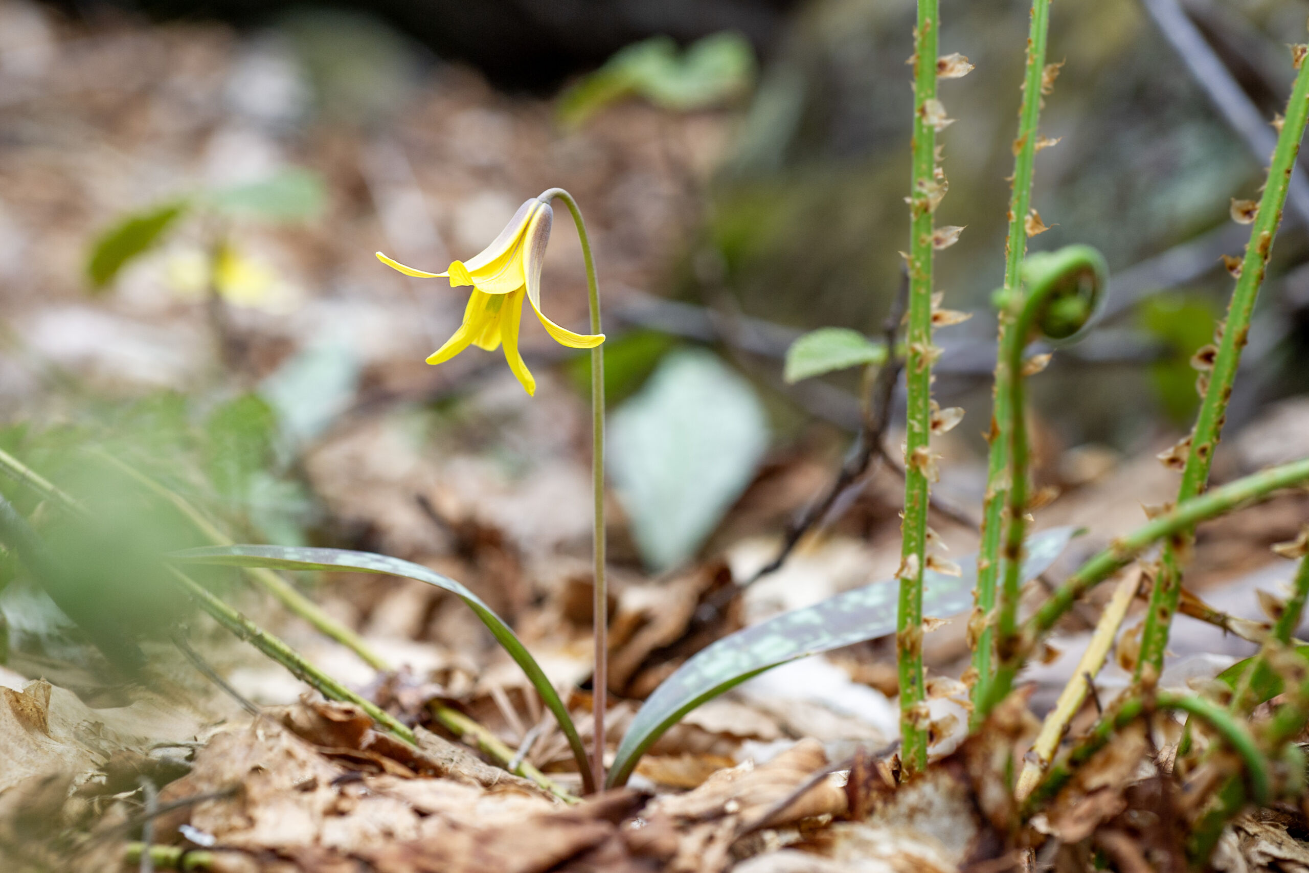 A photo of a yellow trout lily