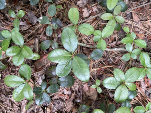 Gaultheria procumbens