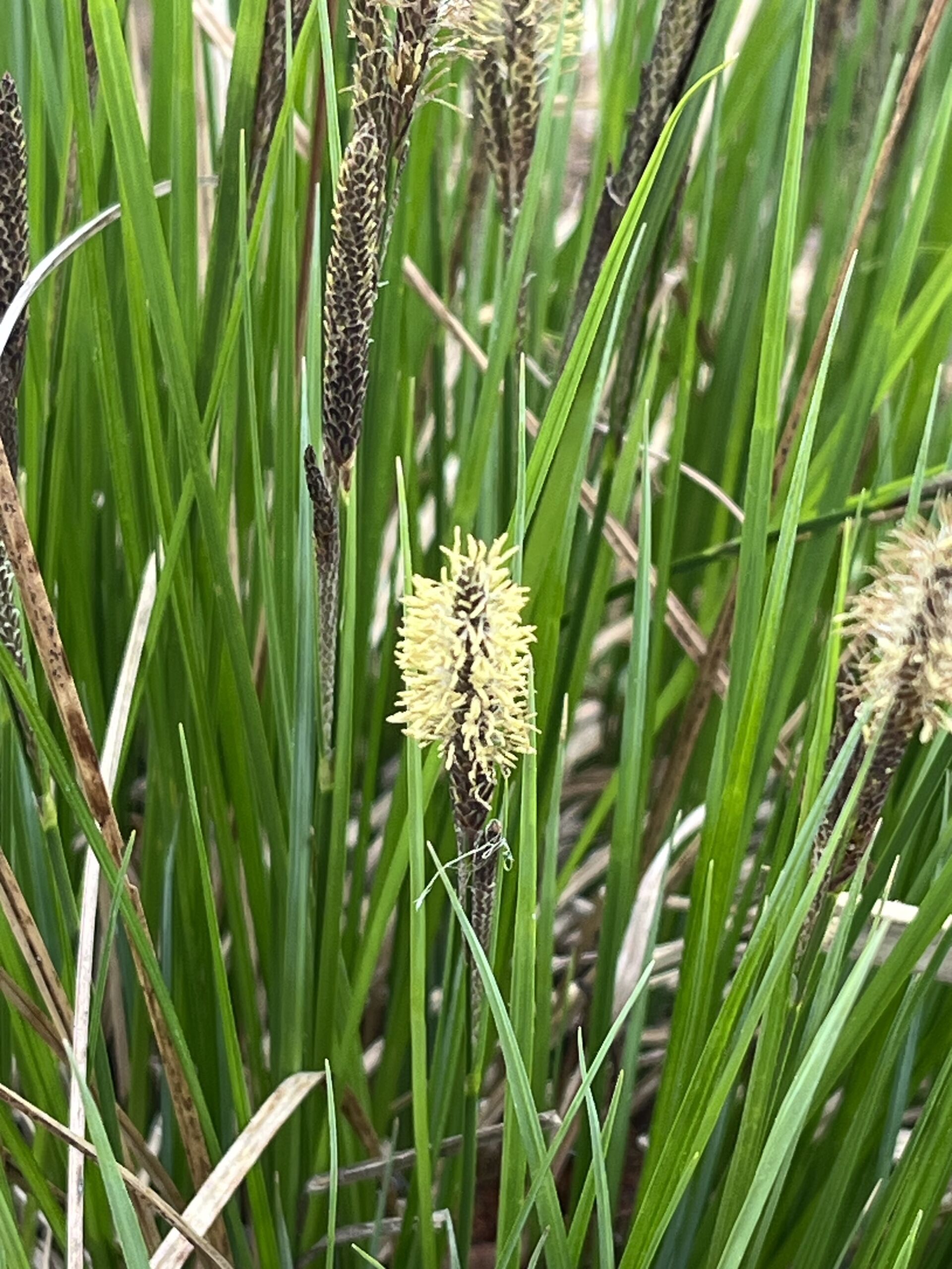 Bot Club Great Marsh C stricta