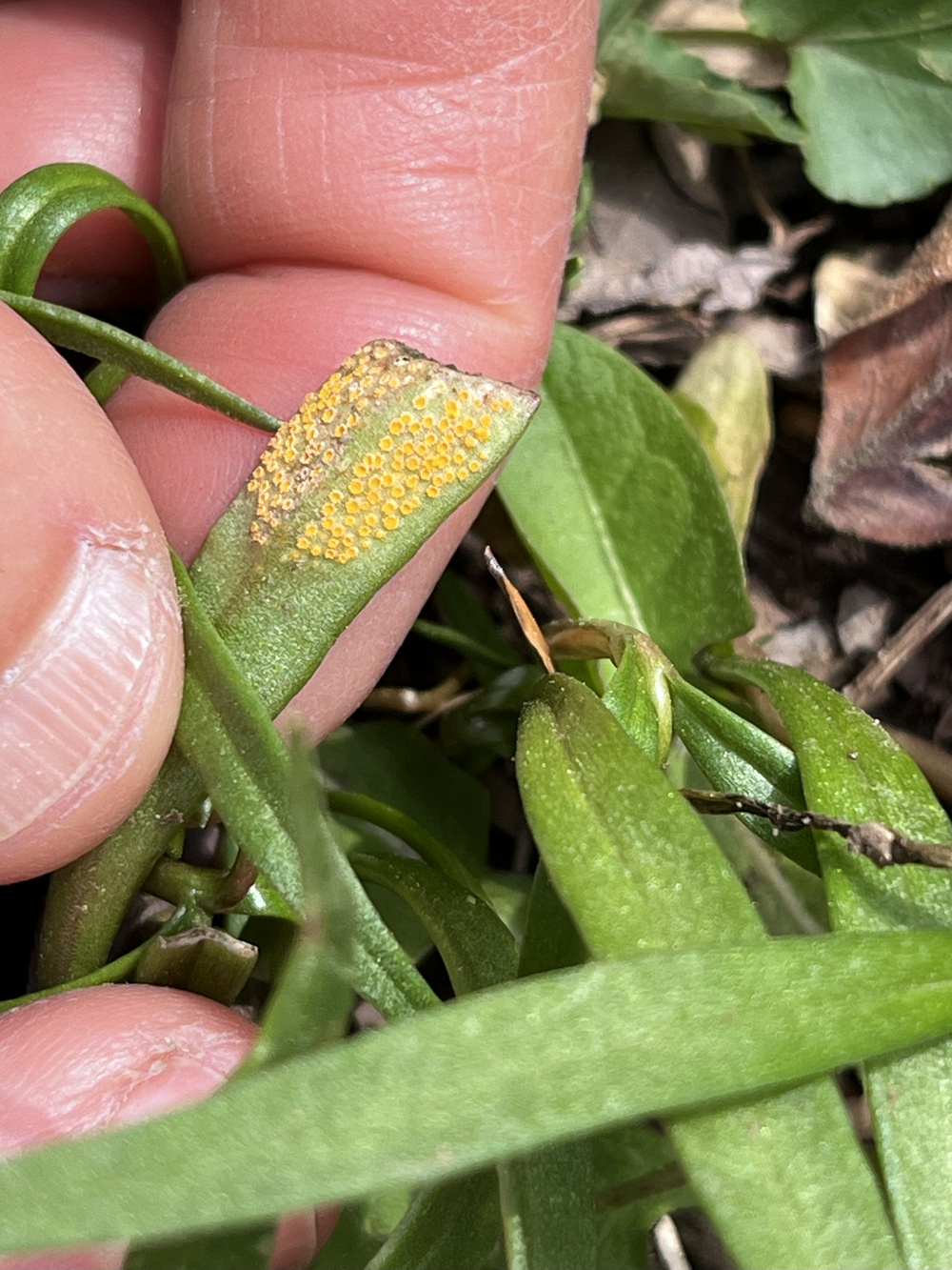 Bot Club Great Marsh claytonia