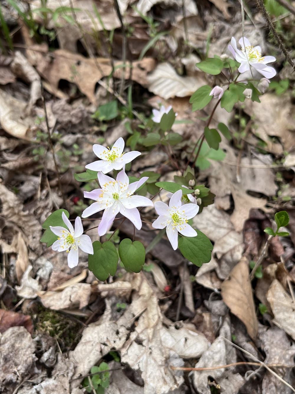 Bot Club Great Marsh thalictrum