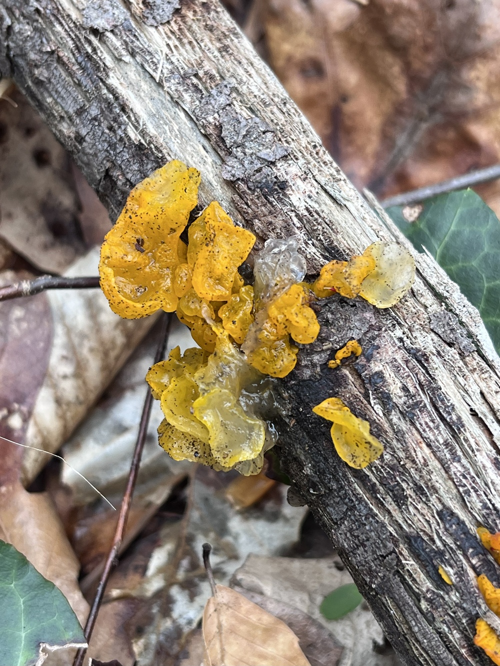 Witch’s butter